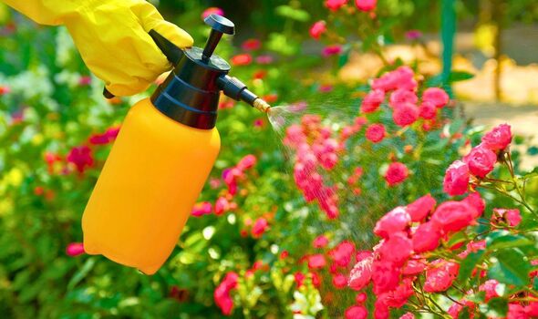 Photo de quelqu'un pulvérisant des plantes dans son jardin