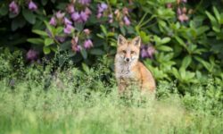 Les jardiniers sont invités à pulvériser une solution naturelle dans les jardins pour éloigner les renards et les chats