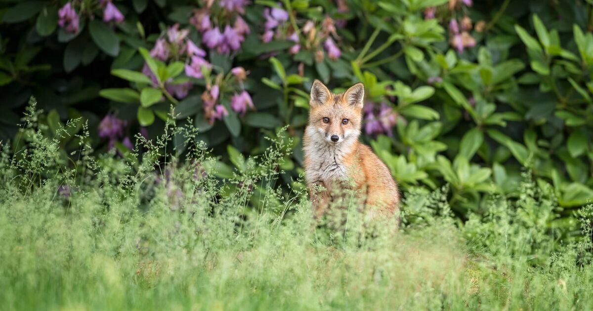 Les jardiniers sont invités à pulvériser une solution naturelle dans les jardins pour éloigner les renards et les chats
