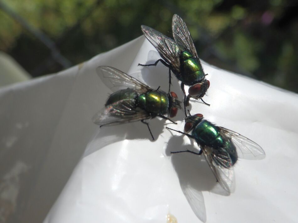 Des mouches sur de la nourriture en plastique Des mouches sur de la nourriture en plastique