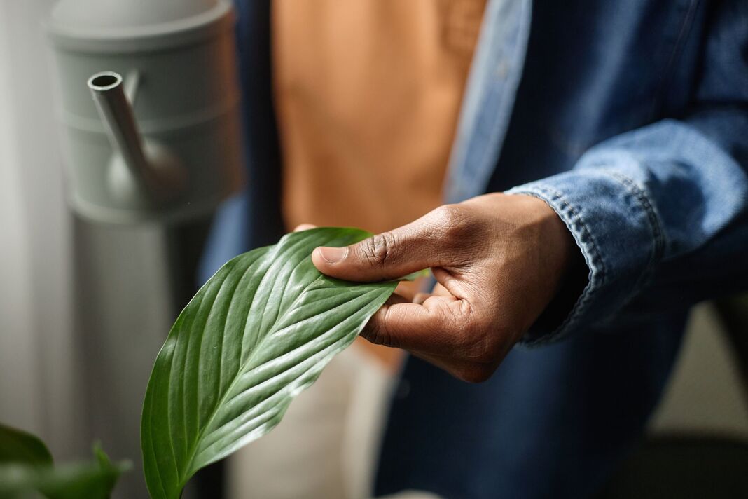 Personne noire vérifiant la feuille d'une plante d'intérieur pendant l'entretien des plantes d'intérieur Personne noire vérifiant la feuille d'une plante d'intérieur pendant l'entretien des plantes d'intérieur
