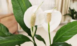Les lis de la paix fleuriront toujours si vous les placez au même endroit dans votre maison