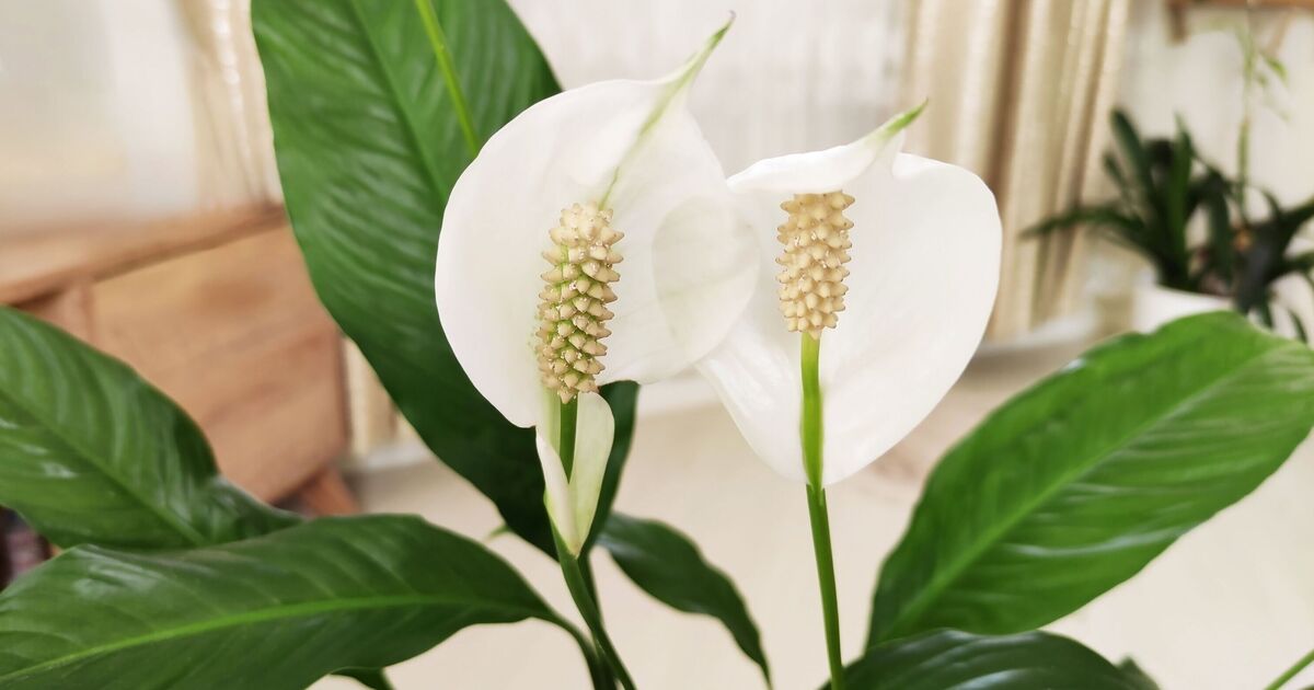 Les lis de la paix fleuriront toujours si vous les placez au même endroit dans votre maison