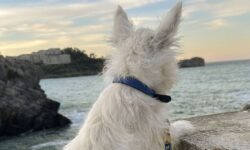 Toute personne dont le chien porte un collier doit faire attention « ce week-end »