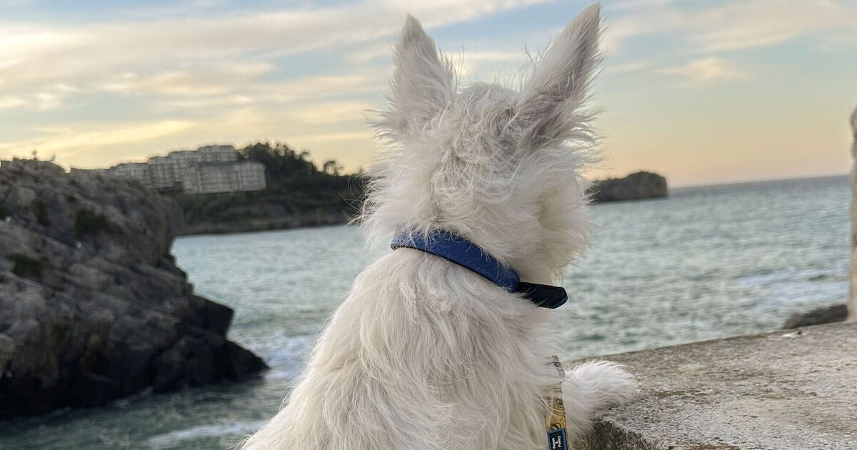 Toute personne dont le chien porte un collier doit faire attention « ce week-end »