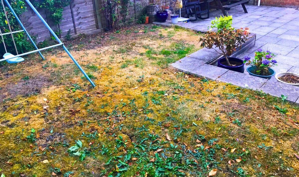 Photo d'une pelouse très inégale qui peine à pousser