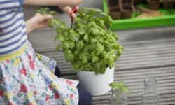 Le basilic de supermarché restera vert, touffu et persistera longtemps si vous modifiez son arrosage.