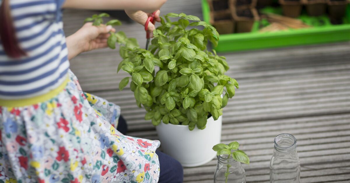 Le basilic de supermarché restera vert, touffu et persistera longtemps si vous modifiez son arrosage.