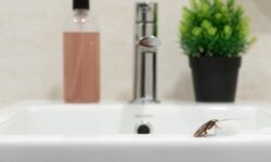 Cet été, dites adieu aux cafards à la maison : 5 alternatives aux pièges traditionnels plus efficaces et durables