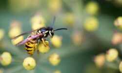 Les guêpes resteront à l’écart des jardins si elles voient un « leurre » fait maison