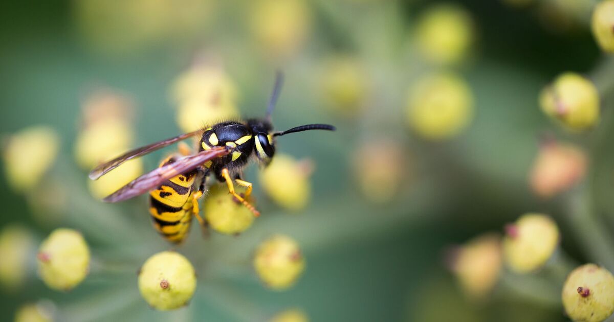 Les guêpes resteront à l’écart des jardins si elles voient un « leurre » fait maison