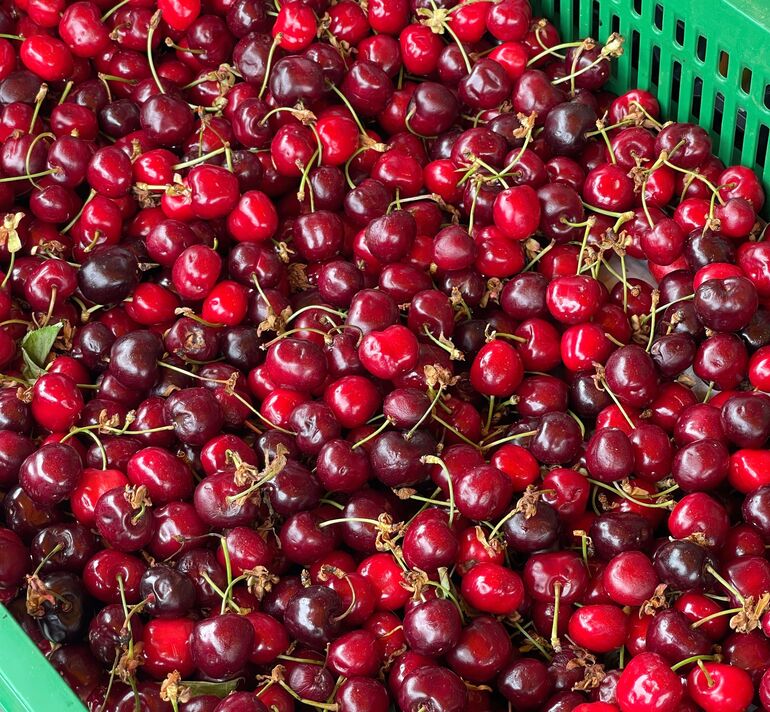 Cerises rouges fraîches et mûres avec tiges dans une caisse en plastique vert Cerises rouges fraîches et mûres avec tiges dans une caisse en plastique vert