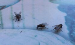 « Gardez les mouches hors des pataugeoires » avec le hack « genius » 20p
