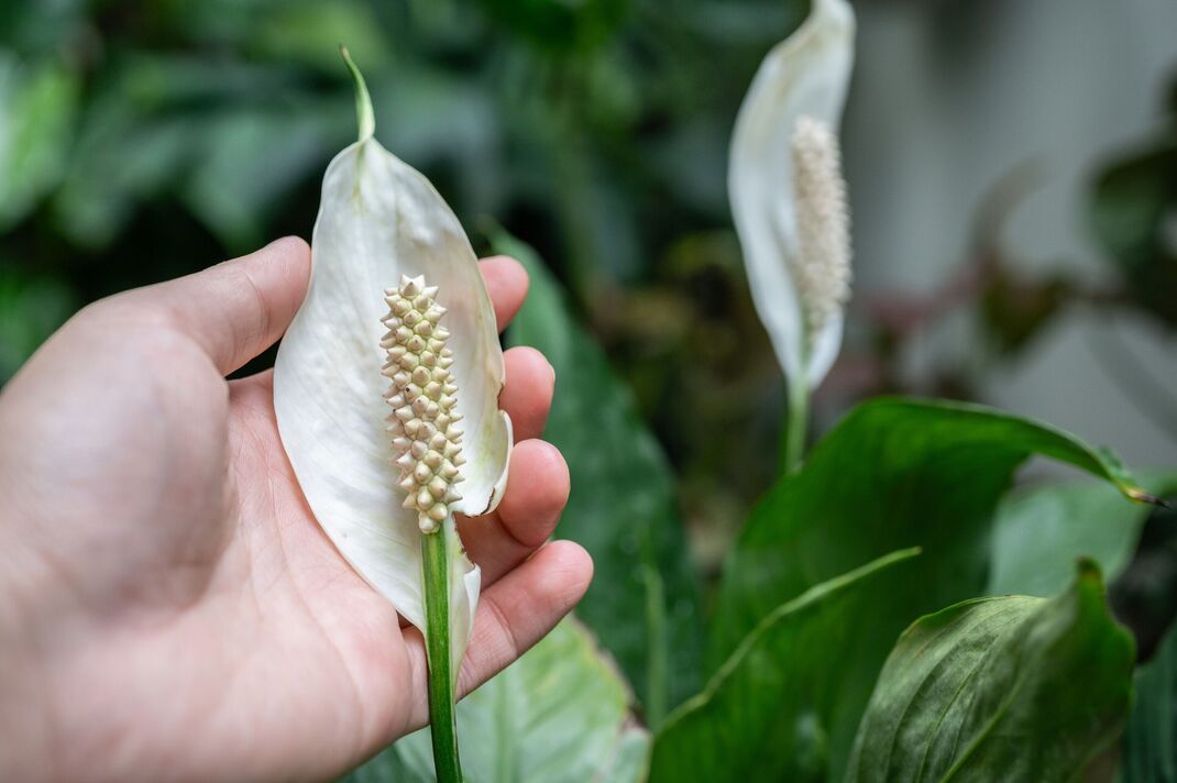 Quelqu'un touche à la main une fleur de spadice blanche de la plante Peace Lily pendant la floraison. Quelqu'un touche à la main une fleur de spadice blanche de la plante Peace Lily pendant la floraison.