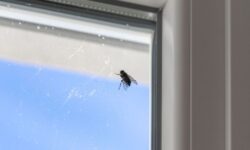 Les mouches « éviteront votre maison » lorsque vous placez des fruits de 22 pence à la fenêtre
