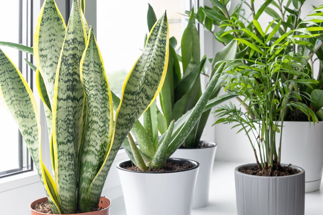 Plantes d'intérieur sur le rebord de la fenêtre : plantes succulentes, sansevieria, aloe vera, zamiokulkas, hamedorea ou palmier Areca
