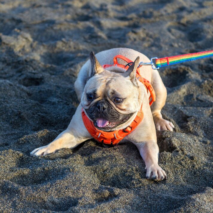 Un bouledogue français ludique portant un harnais orange vif se prélasse dans le sable sur une plage tout en étant attaché à une laisse arc-en-ciel colorée. Le portrait en gros plan Un bouledogue français ludique portant un harnais orange vif se prélasse dans le sable sur une plage tout en étant attaché à une laisse arc-en-ciel colorée. Le portrait en gros plan