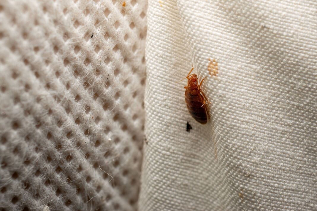 Close Up de punaise de lit sur le tissu