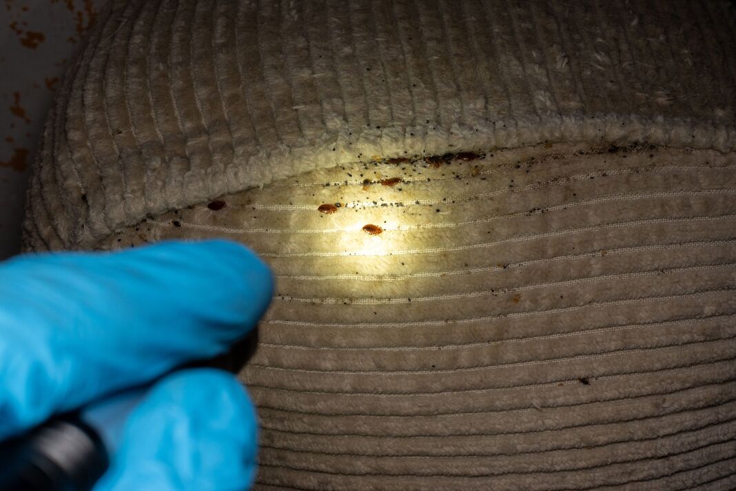 Infestation de punaises de lit sur la couture du matelas