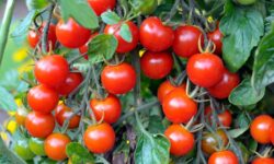 Les plants de tomates deviendront plus gros et plus juteux lorsqu&rsquo;ils seront nourris avec un simple article de salle de bain cette saison.