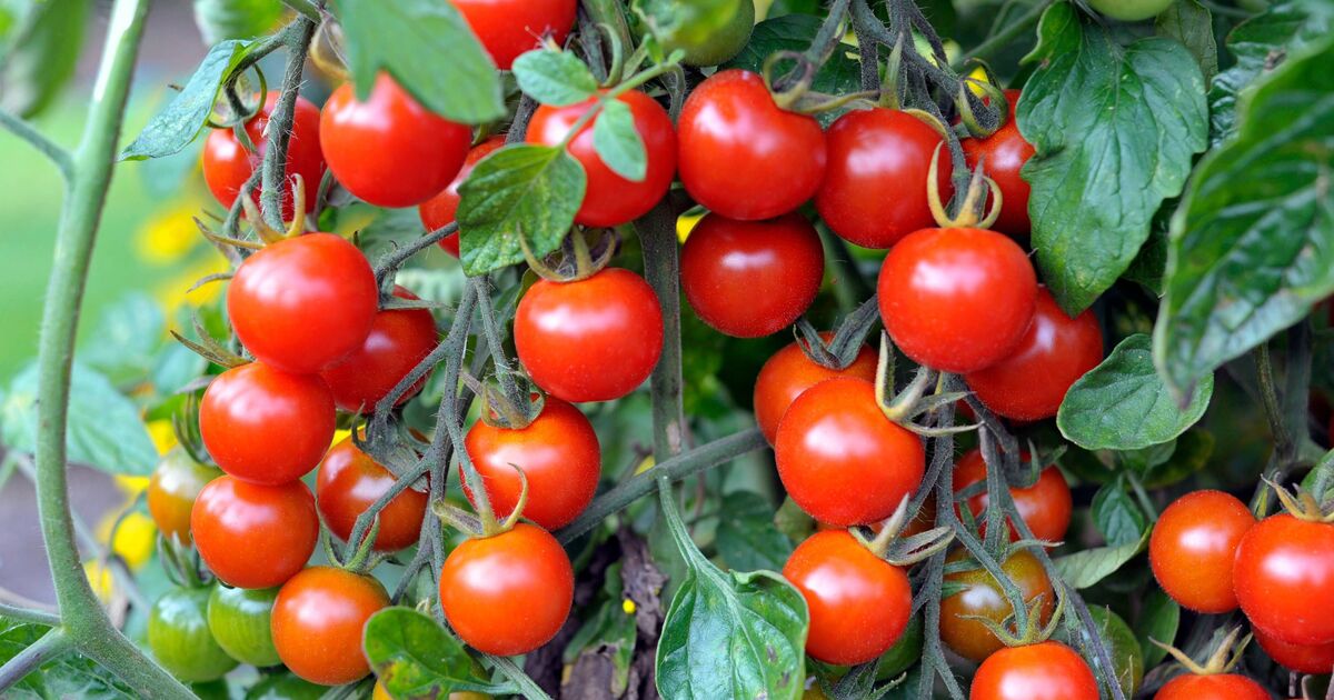 Les plants de tomates deviendront plus gros et plus juteux lorsqu'ils seront nourris avec un simple article de salle de bain cette saison.