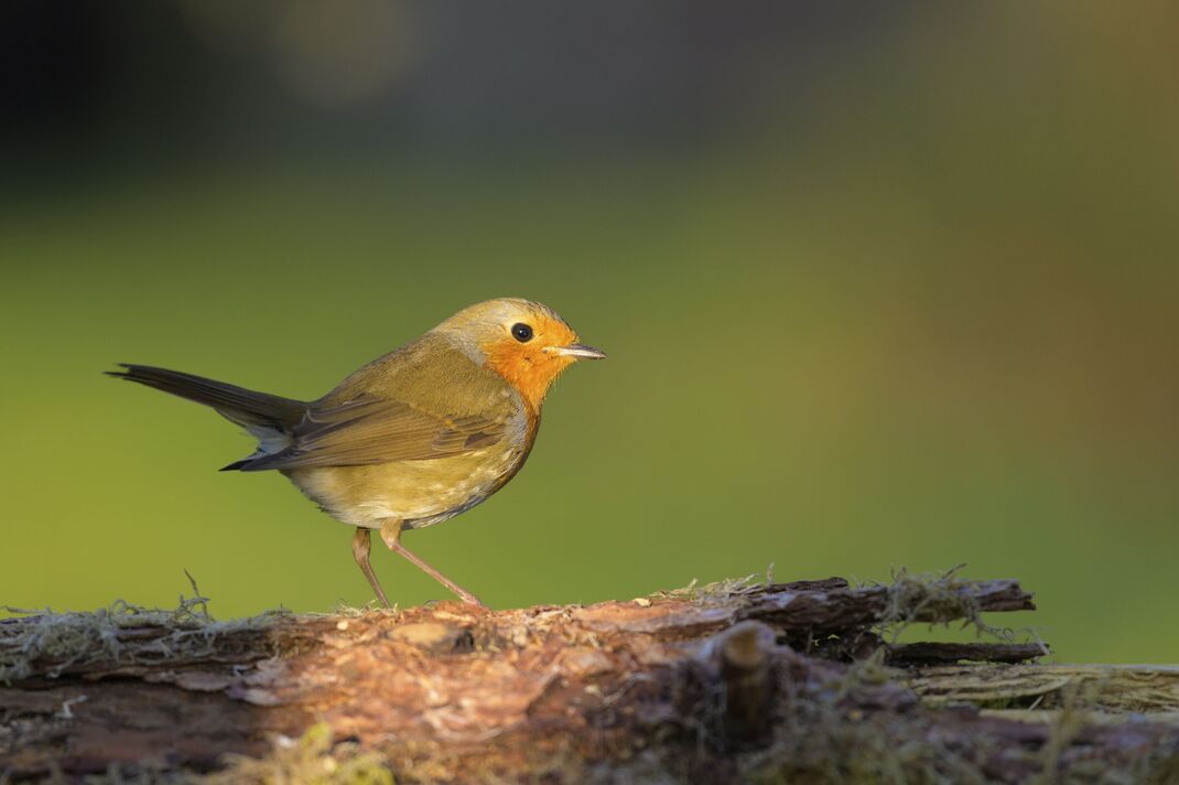 Robin (Erithacus rubecula) sur le tronc, Bavière, Allemagne Robin (Erithacus rubecula) sur le tronc, Bavière, Allemagne