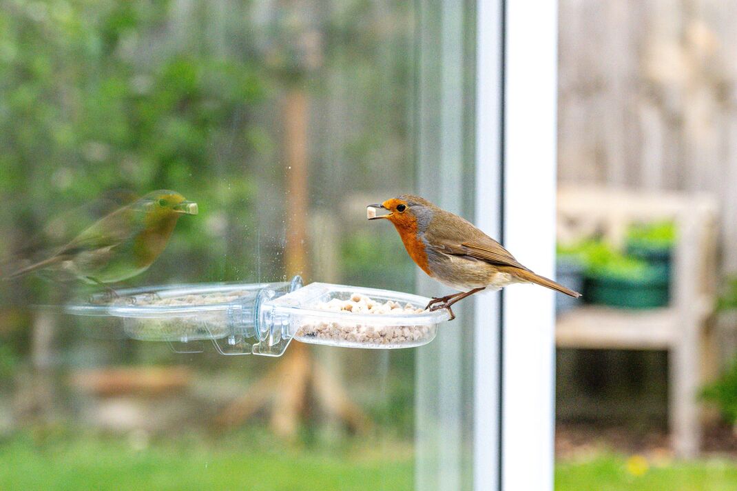 La faune du jardin comme un merle, erithacus rubecula, perché sur une mangeoire à suif avec réflexion La faune du jardin comme un merle, erithacus rubecula, perché sur une mangeoire à suif avec réflexion