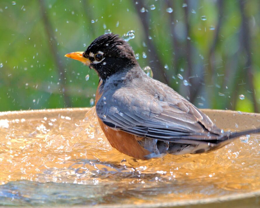Robin sur un bain d'oiseaux Robin sur un bain d'oiseaux
