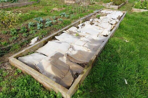 potager surélevé en bois rempli selon la méthode des lasagnes, avec une couche de carton. potager surélevé en bois rempli selon la méthode des lasagnes, avec une couche de carton.