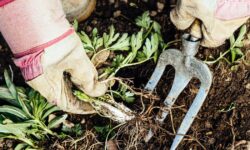 Les mauvaises herbes du jardin se faneront en posant 1 article ménager sur le sol – sans creuser ni pulvériser.