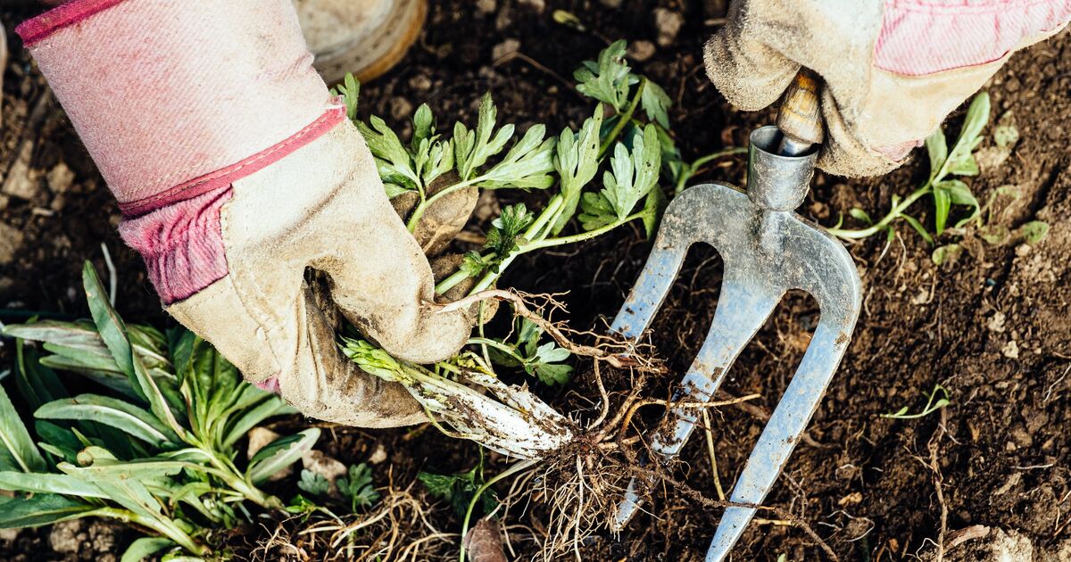 Les mauvaises herbes du jardin se faneront en posant 1 article ménager sur le sol – sans creuser ni pulvériser.