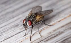Éloigne les mouches naturellement cet été en utilisant 1 ingrédient de placard de cuisine