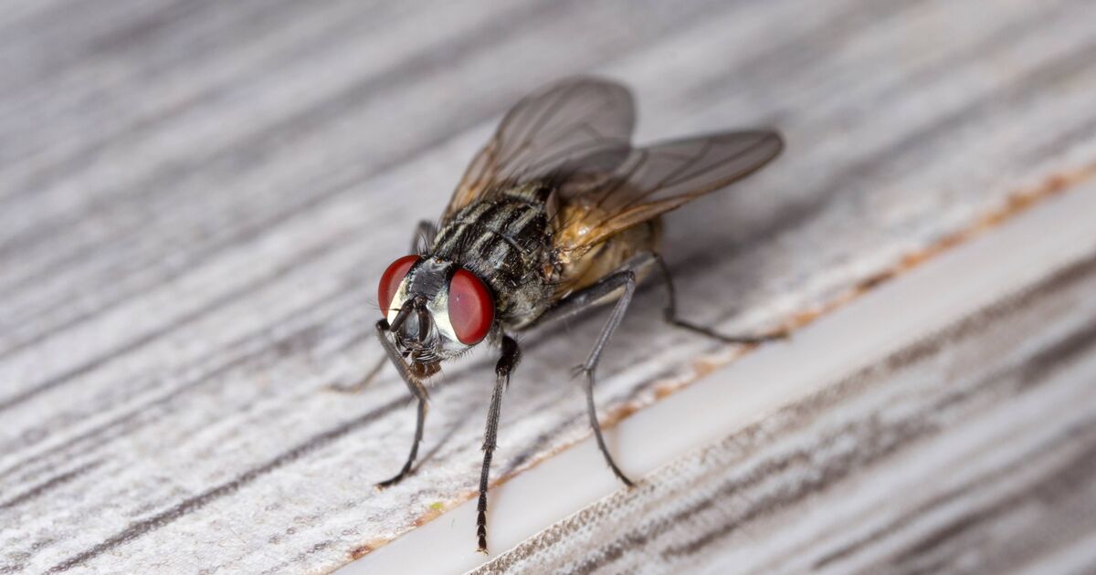 Éloigne les mouches naturellement cet été en utilisant 1 ingrédient de placard de cuisine