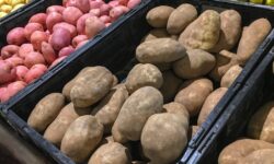 Les pommes de terre ne germeront pas avant six mois lorsqu&rsquo;elles sont stockées dans un endroit inhabituel