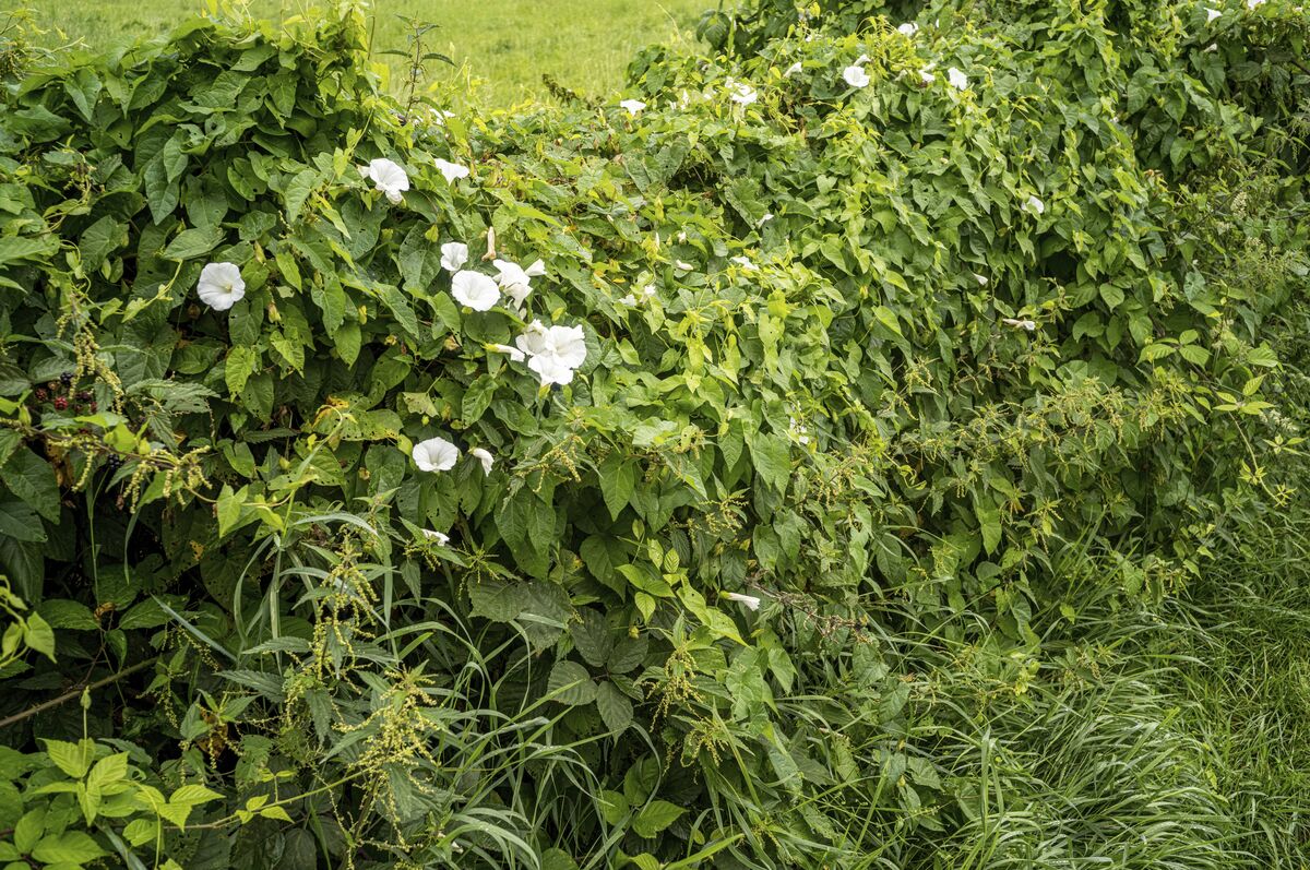 Liseron de clôture à fleurs blanches au soleil - Photos