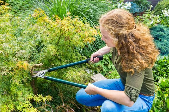 Une personne utilise un sécateur vert pour tailler des arbustes dans un jardin. L'individu est vêtu d'une chemise verte et d'un pantalon bleu et