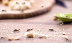 J&rsquo;ai demandé à des experts quelles sont les meilleures méthodes naturelles pour dissuader les fourmis d&rsquo;entrer dans les maisons cet été.