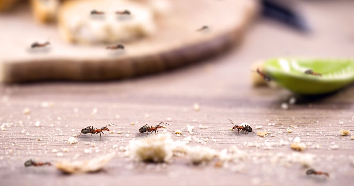 J'ai demandé à des experts quelles sont les meilleures méthodes naturelles pour dissuader les fourmis d'entrer dans les maisons cet été.