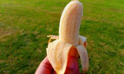 Les jardiniers doivent enterrer les peaux de banane dans leurs jardins en juin
