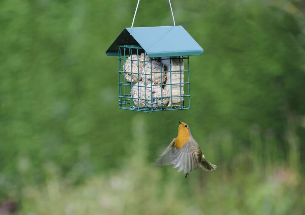 Merle européen, Erithacus rubecula, volant jusqu'à la mangeoire à oiseaux en cage de fatball. Octobre. Merle européen, Erithacus rubecula, volant jusqu'à la mangeoire à oiseaux en cage de fatball. Octobre.