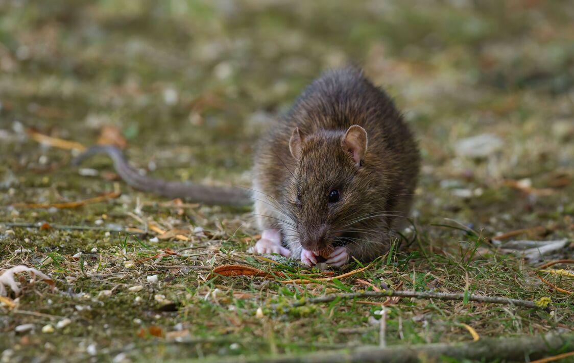 Rat brun dans un jardin regardant la caméra Rat brun dans un jardin regardant la caméra