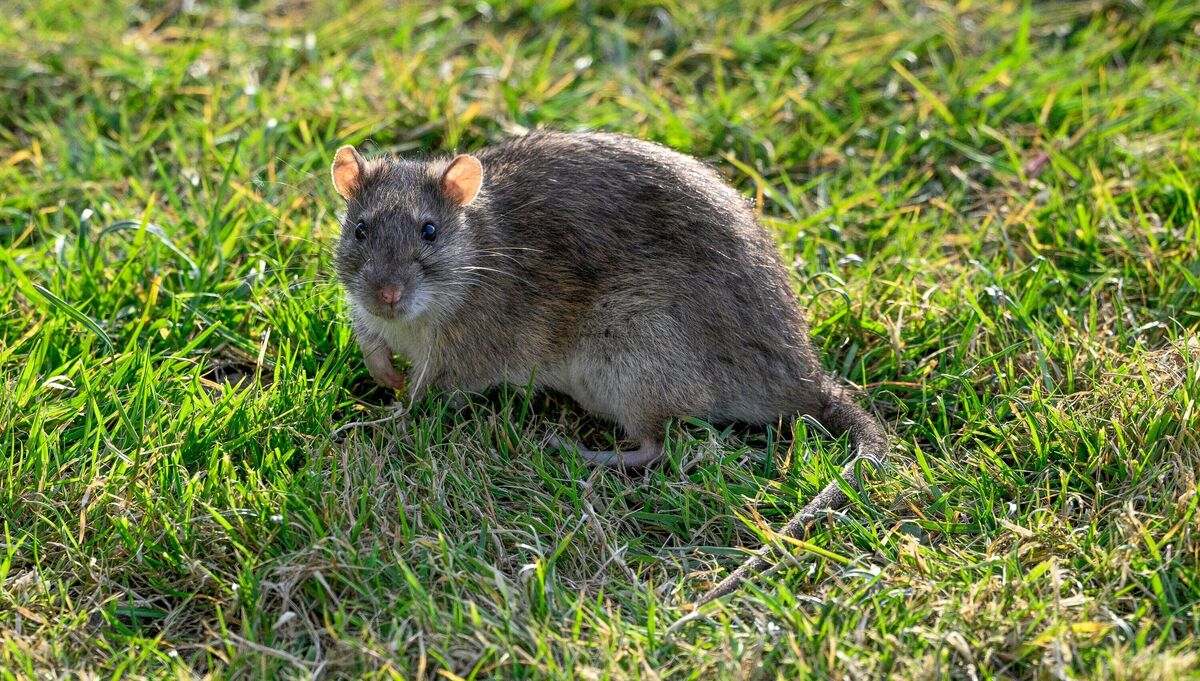 Rat brun dans un jardin regardant la caméra. Rat brun dans un jardin regardant la caméra.
