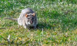 Les rats éviteront votre jardin et laisseront les plantes tranquilles avec un article de supermarché à 1,47 €