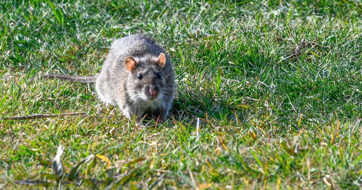 Les rats éviteront votre jardin et laisseront les plantes tranquilles avec un article de supermarché à 1,47 £