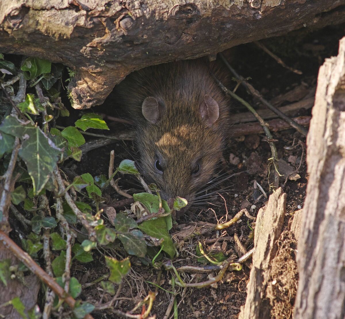 Rat brun par plante de lierre