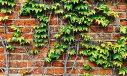 Éliminez naturellement le lierre de votre jardin en 5 jours avec 1 article apprécié des jardiniers
