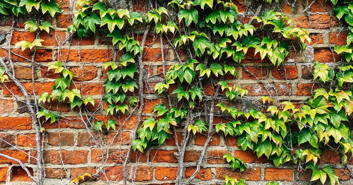 Éliminez naturellement le lierre de votre jardin en 5 jours avec 1 article apprécié des jardiniers