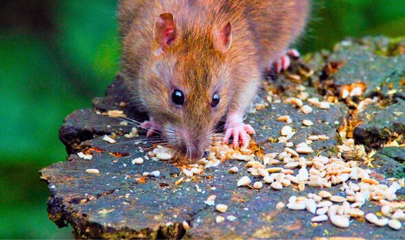 Photo d'un rat mangeant de la nourriture pour oiseaux Photo d'un rat mangeant de la nourriture pour oiseaux