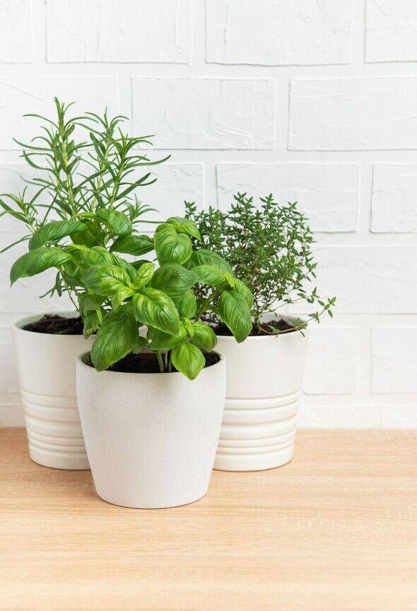 Herbes fraîches poussant dans des pots blancs sur une table en bois Herbes fraîches poussant dans des pots blancs sur une table en bois