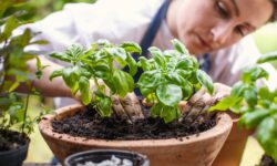 Le basilic et la menthe deviendront plus gros et plus touffus cet été avec une tâche essentielle accomplie maintenant